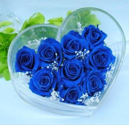 hình ảnh hoa đẹp-1