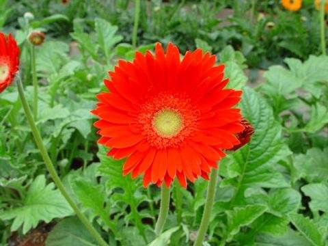 hình ảnh hoa đẹp-7