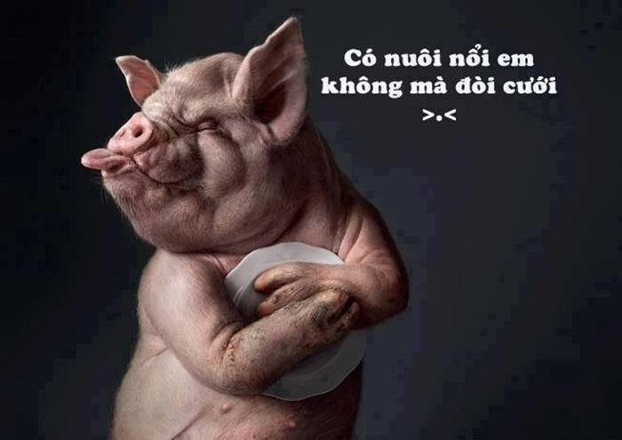nhung-hinh-anh-hai-huoc-vui-nhon-va-ngo-nghinh-nhat-768f6f-12 Những hình ảnh hài hước vui nhộn và ngộ nghỉnh nhất - Hình 10