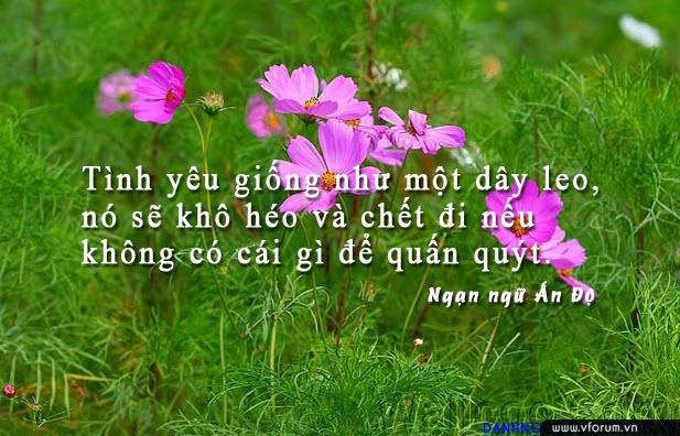 nhung-cau-noi-hay-ve-tinh-yeu-4