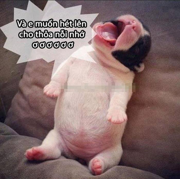 nhung-hinh-anh-hai-huoc-va-ngo-nghinh-nhat-viet-nam-dadb59-8 Những hình ảnh hài hước và ngộ nghỉnh nhất Việt Nam - Hình 3