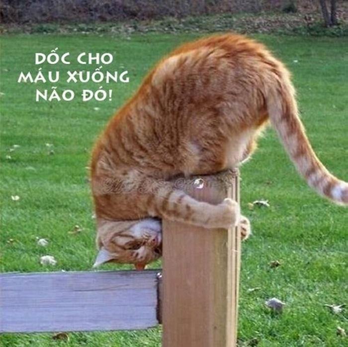 nhung-hinh-anh-hai-huoc-va-ngo-nghinh-nhat-viet-nam-ae5164 Những hình ảnh hài hước và ngộ nghỉnh nhất Việt Nam - Hình 10