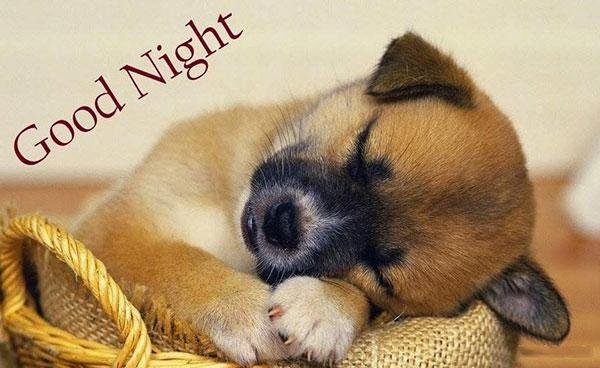 chuc-buoi-toi-vui-ve-8