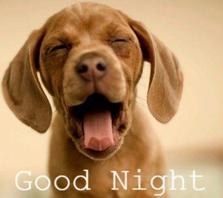 chuc-buoi-toi-vui-ve-20