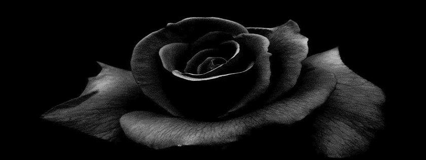 anh-bia-mau-den-trang-7