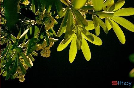 status hay cho những tâm hồn yêu hoa sữa