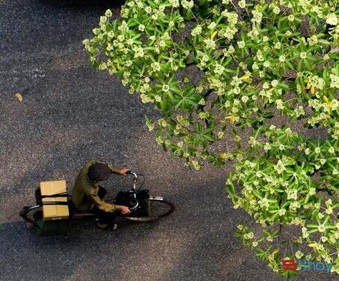 status hay cho những tâm hồn yêu hoa sữa