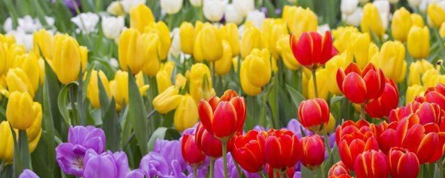 hình ảnh hoa tulip dep