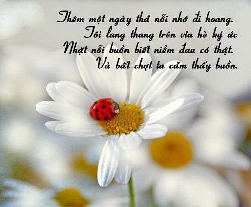 Những câu nói hay về cảm xúc cực ý nghĩa về cuộc sống 