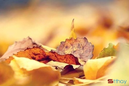 Những câu nói về nắng, về mưa, về cảm xúc lẫn lộn trong ngày mua thu