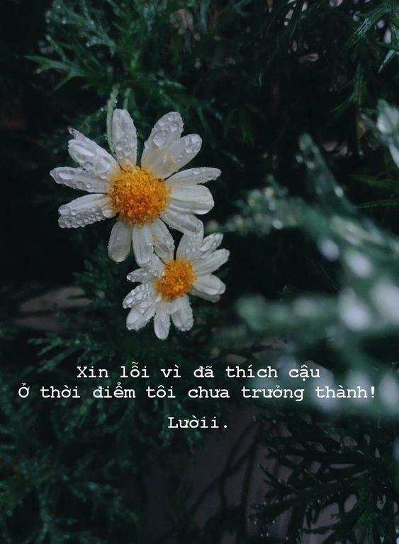 Nhung Cau Xin Loi Nguoi Yeu Ay Nhat 
