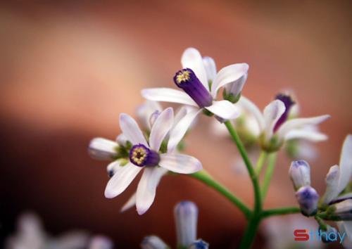 Những status tinh khôi đón chào tháng 4 Bâng khuâng cảm xúc tháng 4