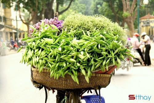Những stt đón chào tháng 4 mùa hoa loa kèn mùa của những hoài niệm vấn vương