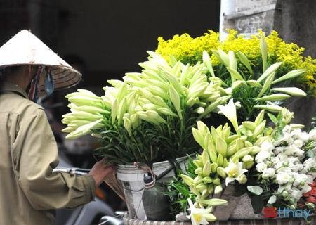 Những stt đón chào tháng 4 mùa hoa loa kèn mùa của những hoài niệm vấn vương