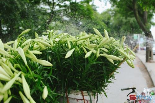 Những stt đón chào tháng 4 mùa hoa loa kèn mùa của những hoài niệm vấn vương