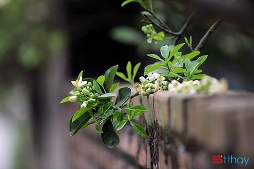 STT tháng ba đón những mùa hoa thật nhẹ, nhắc ai đó mùa đang sang