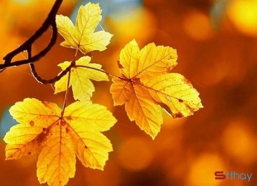 Cô đơn không phải là nỗi lo gì lớn lao, mà cô đơn là một tâm hồn đang muốn hoàn thiện hơn, tình cảm muốn được chín chắn chững chạc. Cũng như tôi muốn một mình như thế này, cuộc sống cũng không trêu ghẹo được, tự chủ bản thân và trên con đường hoàn thiện bản thân mình, tôi cần những lời khuyên để trở nên " chuẩn" hơn, sống cho đam mê... thưởng thức những âm thanh cao vút của cuộc sống, từng mùa trôi qua. Cô đơn là tâm trạng và cả tình yêu chứ tôi không hề lẻ loi trong cuộc sống của tôi. Những điều phí hoài t