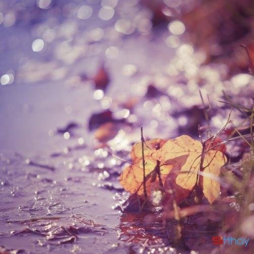 Tháng 8 về trong tiếng hát ấm nhưng gợn buồn, chông chênh giữa dòng đời xuôi ngược