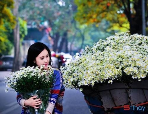 Status hay về cúc họa mi viết cho loài hoa thanh yên, trong sáng của tháng 11