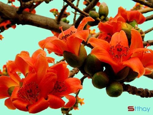 Status mùa hoa tháng ba Sắc đỏ  hoa gạo thường gợi cảm giác ấm áp đến nao lòng