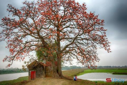 Status mùa hoa tháng ba Sắc đỏ  hoa gạo thường gợi cảm giác ấm áp đến nao lòng
