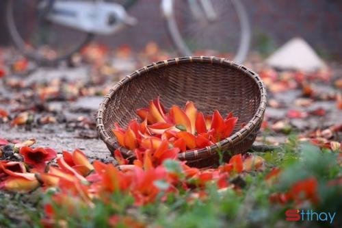 Status mùa hoa tháng ba Sắc đỏ  hoa gạo thường gợi cảm giác ấm áp đến nao lòng