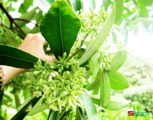Status mùa thu có một mùa hoa sữa đã âm thầm đi qua