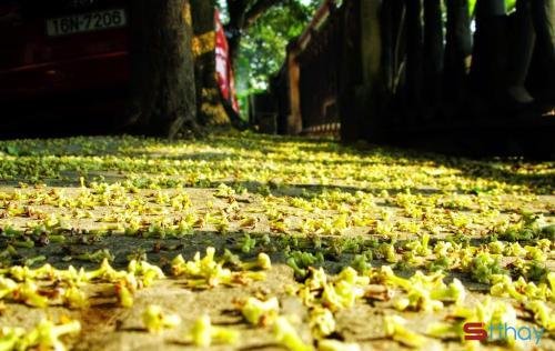 Status mùa thu có một mùa hoa sữa đã âm thầm đi qua