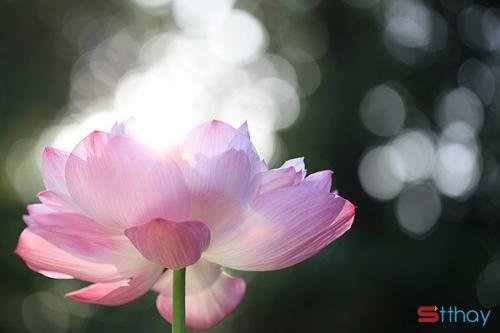 Status tâm trạng Ta có thể tha thứ cho người, vậy sao không thể bao dung với bản thân một lần?