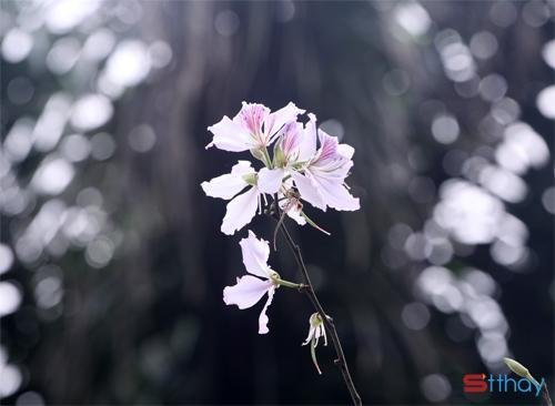 Status thương nhớ Tháng Ba về, yêu thương giăng tràn mọi nẻo…