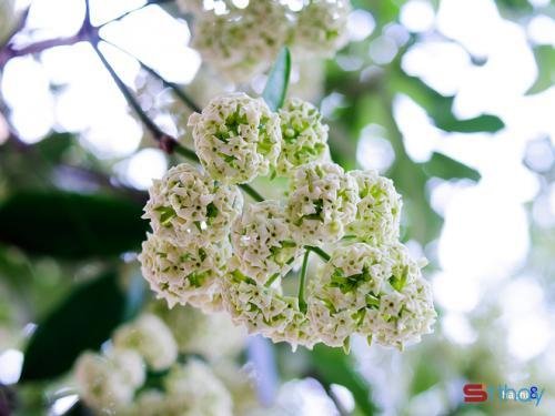 Status viết cho mùa thu Hoa sữa là loài hoa của luyến lưu