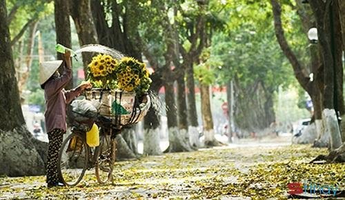Status viết cho mùa thu Hoa sữa là loài hoa của luyến lưu