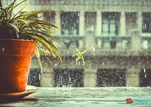 Stt cảm xúc về mưa lạnh mùa đông khiến lòng người trống trải và thênh thang