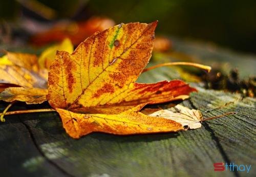 Stt mùa thu se lạnh e bâng khuâng đi qua những con đường lá vàng nhuốm màu ký ức 