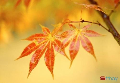 Stt mùa thu se lạnh e bâng khuâng đi qua những con đường lá vàng nhuốm màu ký ức 
