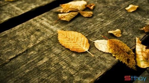 Stt nắng mùa thu, nắng tháng 8 cùng những cơn mưa bất chợt cảm xúc mùa thu luôn khiến ta xao xuyến
