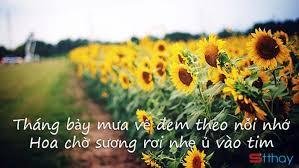 Stt tháng 7 về mang cho chúng ta những cảm xúc ưu tư