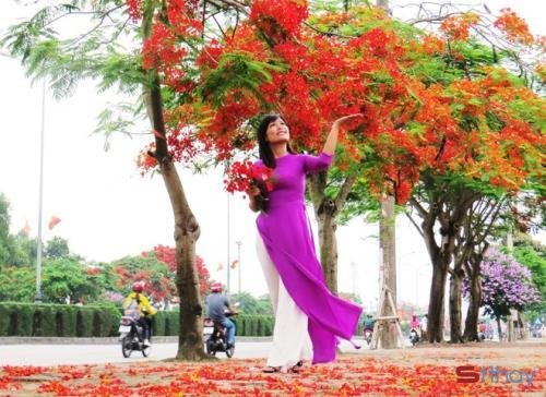 Stt tháng 5 về với màu đỏ thắm của hoa phượng khiến lòng ta không khỏi bồi hồi