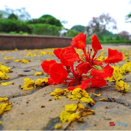 Tuổi học trò là quãng thời gian tuyệt đẹp trong cuộc đời mỗi con người. Đó là lúc bạn sống với những ước mơ cháy bỏng, vui chơi hồn nhiên bên bạn bè, là lúc được phép thử và sai. Nhiều kỷ niệm đẹp sẽ song hành với chúng ta suốt thời gian đó.