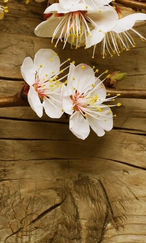 Hình nền đẹp nhất cho điện thoại